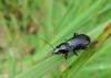 Pterostichus anthracinus